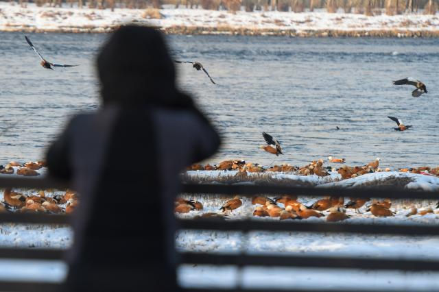 (260130) -- JILIN, Jan. 30, 2026 (Xinhua) -- A tourist goes birdwatching on Changbai Island in Jilin City, northeast China's Jilin Province, Jan. 28, 2026. Wang Tingting, a post-90s bird protector, stays every day at Changbai Island wetland park, a bird paradise seated by the Songhua River in Jilin City, to care for the birds--providing food and observing their living conditions.
   In 1996, Wang Tingting's uncle Ren Jianguo dropped his business as a ferryman near Changbai Island, and became a bird keeper as he often saw people hunting birds.
   Wang took over her uncle's job when he was hospitalized for a sudden illness in 2023, and has rescued more than 50 birds on average each year.
   In recent years, local authorities of the city have continuously restored the wetland ecology of Changbai Island. Through a series of effective measures such as dispatching dedicated personnel for bird protection, standardizing viewing activities, strictly controlling sewage discharge, and scientifically restocking, Changbai Island has returned to its natural ecological beauty.
   Nowadays, over 13,000 birds come to Changbai Island for the winter every year. The spectacle of thousands of birds flocking together has become a major attraction for both citizens and tourists. (Xinhua/Zhang Nan)