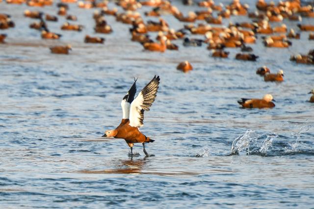 (260130) -- JILIN, Jan. 30, 2026 (Xinhua) -- Birds inhabit the waters of Changbai Island in Jilin City, northeast China's Jilin Province, Jan. 28, 2026. Wang Tingting, a post-90s bird protector, stays every day at Changbai Island wetland park, a bird paradise seated by the Songhua River in Jilin City, to care for the birds--providing food and observing their living conditions.
   In 1996, Wang Tingting's uncle Ren Jianguo dropped his business as a ferryman near Changbai Island, and became a bird keeper as he often saw people hunting birds.
   Wang took over her uncle's job when he was hospitalized for a sudden illness in 2023, and has rescued more than 50 birds on average each year.
   In recent years, local authorities of the city have continuously restored the wetland ecology of Changbai Island. Through a series of effective measures such as dispatching dedicated personnel for bird protection, standardizing viewing activities, strictly controlling sewage discharge, and scientifically restocking, Changbai Island has returned to its natural ecological beauty.
   Nowadays, over 13,000 birds come to Changbai Island for the winter every year. The spectacle of thousands of birds flocking together has become a major attraction for both citizens and tourists. (Xinhua/Zhang Nan)