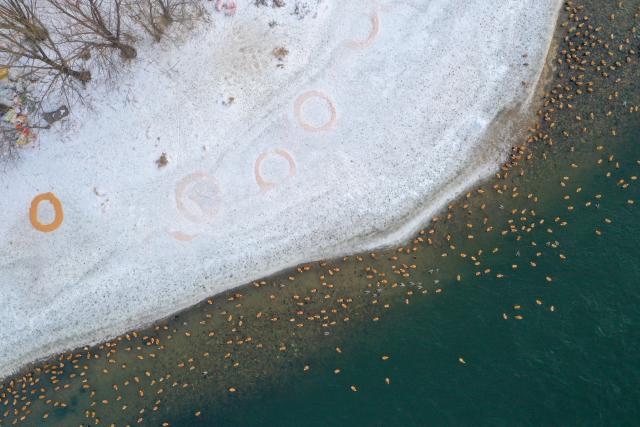 (260130) -- JILIN, Jan. 30, 2026 (Xinhua) -- An aerial drone photo taken on Jan. 28, 2026 shows a large number of birds inhabiting Changbai Island in Jilin City, northeast China's Jilin Province. Wang Tingting, a post-90s bird protector, stays every day at Changbai Island wetland park, a bird paradise seated by the Songhua River in Jilin City, to care for the birds--providing food and observing their living conditions.
   In 1996, Wang Tingting's uncle Ren Jianguo dropped his business as a ferryman near Changbai Island, and became a bird keeper as he often saw people hunting birds.
   Wang took over her uncle's job when he was hospitalized for a sudden illness in 2023, and has rescued more than 50 birds on average each year.
   In recent years, local authorities of the city have continuously restored the wetland ecology of Changbai Island. Through a series of effective measures such as dispatching dedicated personnel for bird protection, standardizing viewing activities, strictly controlling sewage discharge, and scientifically restocking, Changbai Island has returned to its natural ecological beauty.
   Nowadays, over 13,000 birds come to Changbai Island for the winter every year. The spectacle of thousands of birds flocking together has become a major attraction for both citizens and tourists. (Xinhua/Zhang Nan)