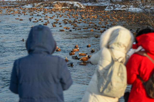 (260130) -- JILIN, Jan. 30, 2026 (Xinhua) -- Tourists go birdwatching on Changbai Island in Jilin City, northeast China's Jilin Province, Jan. 28, 2026. Wang Tingting, a post-90s bird protector, stays every day at Changbai Island wetland park, a bird paradise seated by the Songhua River in Jilin City, to care for the birds--providing food and observing their living conditions.
   In 1996, Wang Tingting's uncle Ren Jianguo dropped his business as a ferryman near Changbai Island, and became a bird keeper as he often saw people hunting birds.
   Wang took over her uncle's job when he was hospitalized for a sudden illness in 2023, and has rescued more than 50 birds on average each year.
   In recent years, local authorities of the city have continuously restored the wetland ecology of Changbai Island. Through a series of effective measures such as dispatching dedicated personnel for bird protection, standardizing viewing activities, strictly controlling sewage discharge, and scientifically restocking, Changbai Island has returned to its natural ecological beauty.
   Nowadays, over 13,000 birds come to Changbai Island for the winter every year. The spectacle of thousands of birds flocking together has become a major attraction for both citizens and tourists. (Xinhua/Zhang Nan)