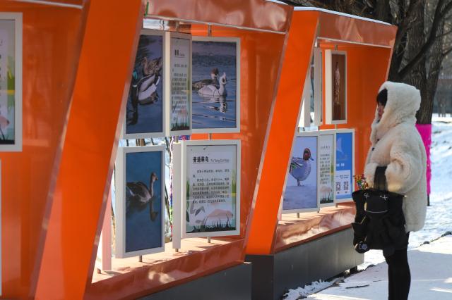 (260130) -- JILIN, Jan. 30, 2026 (Xinhua) -- A tourist browses the bird posters on Changbai Island in Jilin City, northeast China's Jilin Province, Jan. 28, 2026. Wang Tingting, a post-90s bird protector, stays every day at Changbai Island wetland park, a bird paradise seated by the Songhua River in Jilin City, to care for the birds--providing food and observing their living conditions.
   In 1996, Wang Tingting's uncle Ren Jianguo dropped his business as a ferryman near Changbai Island, and became a bird keeper as he often saw people hunting birds.
   Wang took over her uncle's job when he was hospitalized for a sudden illness in 2023, and has rescued more than 50 birds on average each year.
   In recent years, local authorities of the city have continuously restored the wetland ecology of Changbai Island. Through a series of effective measures such as dispatching dedicated personnel for bird protection, standardizing viewing activities, strictly controlling sewage discharge, and scientifically restocking, Changbai Island has returned to its natural ecological beauty.
   Nowadays, over 13,000 birds come to Changbai Island for the winter every year. The spectacle of thousands of birds flocking together has become a major attraction for both citizens and tourists. (Xinhua/Zhang Nan)