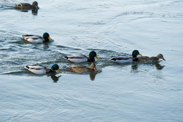 (260130) -- JILIN, Jan. 30, 2026 (Xinhua) -- Birds inhabit the waters of Changbai Island in Jilin City, northeast China's Jilin Province, Jan. 28, 2026. Wang Tingting, a post-90s bird protector, stays every day at Changbai Island wetland park, a bird paradise seated by the Songhua River in Jilin City, to care for the birds--providing food and observing their living conditions.
   In 1996, Wang Tingting's uncle Ren Jianguo dropped his business as a ferryman near Changbai Island, and became a bird keeper as he often saw people hunting birds.
   Wang took over her uncle's job when he was hospitalized for a sudden illness in 2023, and has rescued more than 50 birds on average each year.
   In recent years, local authorities of the city have continuously restored the wetland ecology of Changbai Island. Through a series of effective measures such as dispatching dedicated personnel for bird protection, standardizing viewing activities, strictly controlling sewage discharge, and scientifically restocking, Changbai Island has returned to its natural ecological beauty.
   Nowadays, over 13,000 birds come to Changbai Island for the winter every year. The spectacle of thousands of birds flocking together has become a major attraction for both citizens and tourists. (Xinhua/Zhang Nan)