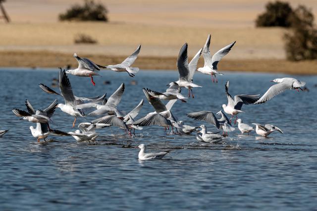 (260130) -- CAIRO, Jan. 30, 2026 (Xinhua) -- Migratory birds are seen at the marshes of El Rayyan Valley and the shores of Lake Qarun, Fayoum, Egypt, Jan. 29, 2026. TO GO WITH "Feature: Egypt's Fayoum wetlands find new life as sanctuary for migratory birds" (Xinhua/Ahmed Gomaa)
