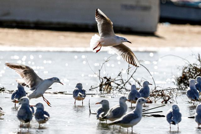 (260130) -- CAIRO, Jan. 30, 2026 (Xinhua) -- Migratory birds are seen at the marshes of El Rayyan Valley and the shores of Lake Qarun, Fayoum, Egypt, Jan. 29, 2026. TO GO WITH "Feature: Egypt's Fayoum wetlands find new life as sanctuary for migratory birds" (Xinhua/Ahmed Gomaa)