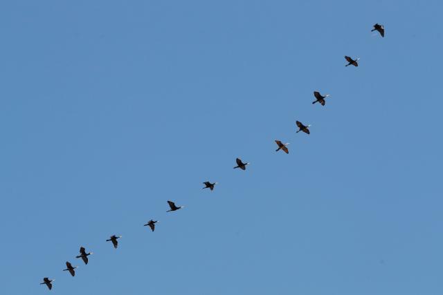 (260130) -- CAIRO, Jan. 30, 2026 (Xinhua) -- Migratory birds are seen in Fayoum, Egypt, Jan. 29, 2026. TO GO WITH "Feature: Egypt's Fayoum wetlands find new life as sanctuary for migratory birds" (Xinhua/Ahmed Gomaa)