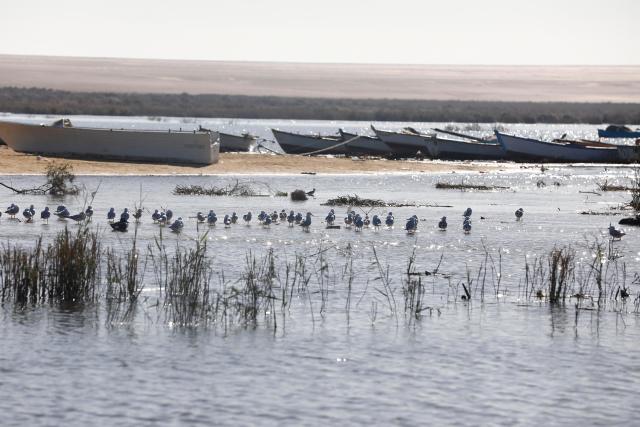 (260130) -- CAIRO, Jan. 30, 2026 (Xinhua) -- Migratory birds are seen at the marshes of El Rayyan Valley and the shores of Lake Qarun, Fayoum, Egypt, Jan. 29, 2026. TO GO WITH "Feature: Egypt's Fayoum wetlands find new life as sanctuary for migratory birds" (Xinhua/Ahmed Gomaa)