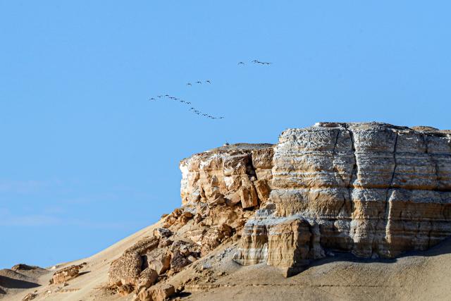 (260130) -- CAIRO, Jan. 30, 2026 (Xinhua) -- Migratory birds are seen in Fayoum, Egypt, Jan. 29, 2026. TO GO WITH "Feature: Egypt's Fayoum wetlands find new life as sanctuary for migratory birds" (Xinhua/Ahmed Gomaa)