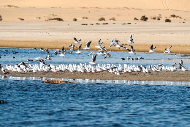 (260130) -- CAIRO, Jan. 30, 2026 (Xinhua) -- Migratory birds are seen at the marshes of El Rayyan Valley and the shores of Lake Qarun, Fayoum, Egypt, Jan. 29, 2026. TO GO WITH "Feature: Egypt's Fayoum wetlands find new life as sanctuary for migratory birds" (Xinhua/Ahmed Gomaa)
