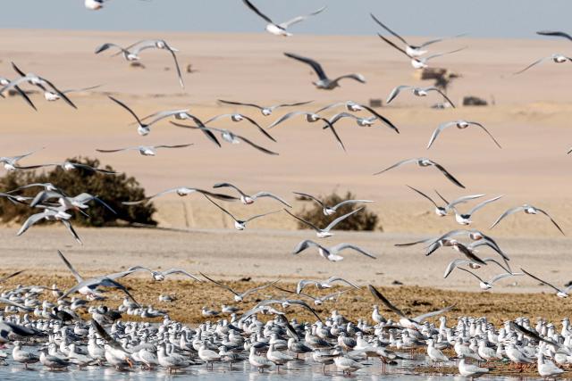 (260130) -- CAIRO, Jan. 30, 2026 (Xinhua) -- Migratory birds are seen at the marshes of El Rayyan Valley and the shores of Lake Qarun, Fayoum, Egypt, Jan. 29, 2026. TO GO WITH "Feature: Egypt's Fayoum wetlands find new life as sanctuary for migratory birds" (Xinhua/Ahmed Gomaa)
