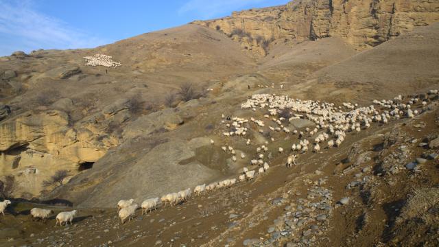 (260130) -- GORI, Jan. 30, 2026 (Xinhua) -- This photo taken on Jan. 30, 2026 shows a herd of sheep grazing on a natural pasture in a hilly area on the outskirts of Gori, Georgia. (Xinhua/Chen Junfeng)