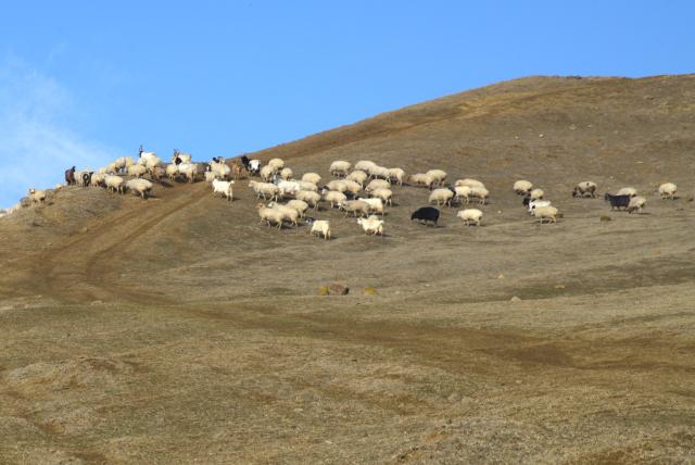 (260130) -- GORI, Jan. 30, 2026 (Xinhua) -- This photo taken on Jan. 30, 2026 shows a herd of sheep grazing on a natural pasture in a hilly area on the outskirts of Gori, Georgia. (Xinhua/Chen Junfeng)