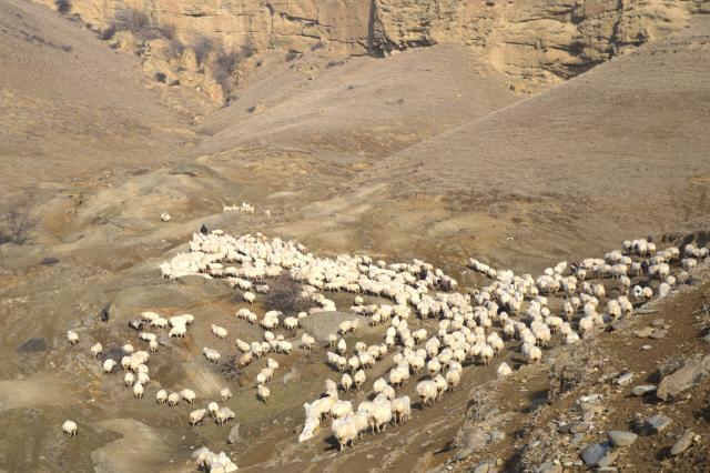 (260130) -- GORI, Jan. 30, 2026 (Xinhua) -- This photo taken on Jan. 30, 2026 shows a herd of sheep grazing on a natural pasture in a hilly area on the outskirts of Gori, Georgia. (Xinhua/Chen Junfeng)
