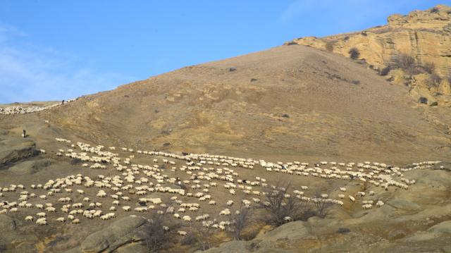 (260130) -- GORI, Jan. 30, 2026 (Xinhua) -- This photo taken on Jan. 30, 2026 shows a herd of sheep grazing on a natural pasture in a hilly area on the outskirts of Gori, Georgia. (Xinhua/Chen Junfeng)