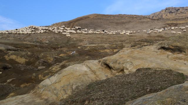 (260130) -- GORI, Jan. 30, 2026 (Xinhua) -- This photo taken on Jan. 30, 2026 shows a herd of sheep grazing on a natural pasture in a hilly area on the outskirts of Gori, Georgia. (Xinhua/Chen Junfeng)