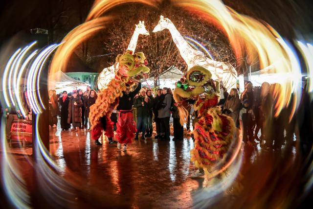 (260131) -- BEIJING, Jan. 31, 2026 (Xinhua) -- People perform lion dance at "A Taste of China, Chinese Food Nights" event held at Budapest Zoo and Botanical Garden in Budapest, Hungary, Jan. 30, 2026.
  The Budapest Zoo and Botanical Garden was filled with the aromas of Chinese food and snacks on Friday evening as an event themed "A Taste of China, Chinese Food Nights" got underway. (Photo by David Balogh/Xinhua)