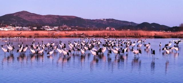(260131) -- BEIJING, Jan. 31, 2026 (Xinhua) -- A drone photo taken on Jan. 29, 2026 shows black-necked cranes at Caohai National Nature Reserve in Weining County, southwest China's Guizhou Province. (Xinhua/Yang Wenbin)