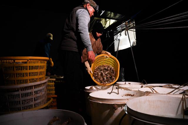 (260131) -- MAOMING, Jan. 31, 2026 (Xinhua) -- Crew members transfer the catches to a shuttle boat at dawn near the Bohe port in Maoming, south China's Guangdong Province, Jan. 29, 2026. As dawn breaks, the Bohe port in Maoming, south China's Guangdong Province, is already a bustling scene. Captain Huang Ningbo and his brother Huang Ninglang steer their fishing vessel, leading the crew to the sea for fishing operations.
   Each fishing expedition is a battle against the sea for freshness. After the procedures of setting nets, hauling them in, sorting the catches, and returning to port, Huang and the crew deliver their freshly harvested seafood to the Bohe port in the early hours of the next morning for market selling. (Xinhua/Xiao Ennan)