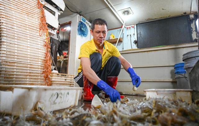 (260131) -- MAOMING, Jan. 31, 2026 (Xinhua) -- Huang Ninglang conducts a sorting for the catches at the vessel on Jan. 28, 2026. As dawn breaks, the Bohe port in Maoming, south China's Guangdong Province, is already a bustling scene. Captain Huang Ningbo and his brother Huang Ninglang steer their fishing vessel, leading the crew to the sea for fishing operations.
   Each fishing expedition is a battle against the sea for freshness. After the procedures of setting nets, hauling them in, sorting the catches, and returning to port, Huang and the crew deliver their freshly harvested seafood to the Bohe port in the early hours of the next morning for market selling. (Xinhua/Xiao Ennan)