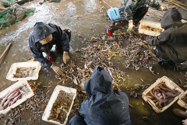 (260131) -- MAOMING, Jan. 31, 2026 (Xinhua) -- Crew members sort out the catches at the vessel on Jan. 28, 2026. As dawn breaks, the Bohe port in Maoming, south China's Guangdong Province, is already a bustling scene. Captain Huang Ningbo and his brother Huang Ninglang steer their fishing vessel, leading the crew to the sea for fishing operations.
   Each fishing expedition is a battle against the sea for freshness. After the procedures of setting nets, hauling them in, sorting the catches, and returning to port, Huang and the crew deliver their freshly harvested seafood to the Bohe port in the early hours of the next morning for market selling. (Xinhua/Xiao Ennan)
