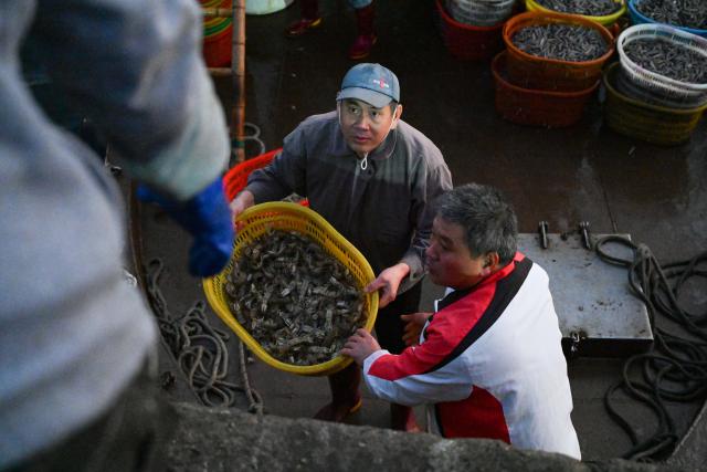 (260131) -- MAOMING, Jan. 31, 2026 (Xinhua) -- Crew members transfer the catches from a shuttle boat at the Bohe port in Maoming, south China's Guangdong Province, Jan. 29, 2026. As dawn breaks, the Bohe port in Maoming, south China's Guangdong Province, is already a bustling scene. Captain Huang Ningbo and his brother Huang Ninglang steer their fishing vessel, leading the crew to the sea for fishing operations.
   Each fishing expedition is a battle against the sea for freshness. After the procedures of setting nets, hauling them in, sorting the catches, and returning to port, Huang and the crew deliver their freshly harvested seafood to the Bohe port in the early hours of the next morning for market selling. (Xinhua/Xiao Ennan)