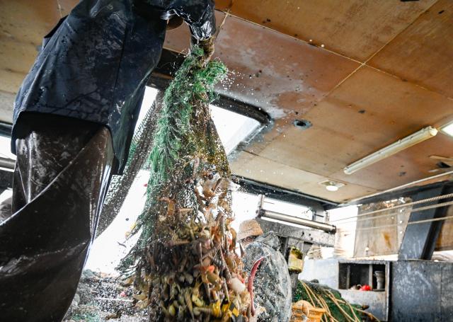 (260131) -- MAOMING, Jan. 31, 2026 (Xinhua) -- A crew member unloads the catches at the vessel on Jan. 28, 2026. As dawn breaks, the Bohe port in Maoming, south China's Guangdong Province, is already a bustling scene. Captain Huang Ningbo and his brother Huang Ninglang steer their fishing vessel, leading the crew to the sea for fishing operations.
   Each fishing expedition is a battle against the sea for freshness. After the procedures of setting nets, hauling them in, sorting the catches, and returning to port, Huang and the crew deliver their freshly harvested seafood to the Bohe port in the early hours of the next morning for market selling. (Xinhua/Xiao Ennan)