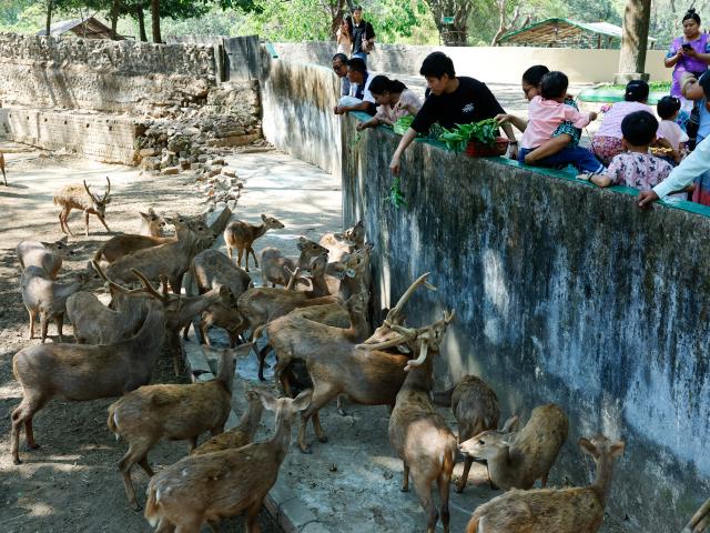 (260131) -- YANGON, Jan. 31, 2026 (Xinhua) -- People feed deer at the Yangon Zoological Gardens in Yangon, Myanmar, Jan. 31, 2026. The Yangon Zoological Gardens, the oldest zoo in Myanmar, celebrated its 120th anniversary on Saturday. (Xinhua/Myo Kyaw Soe)