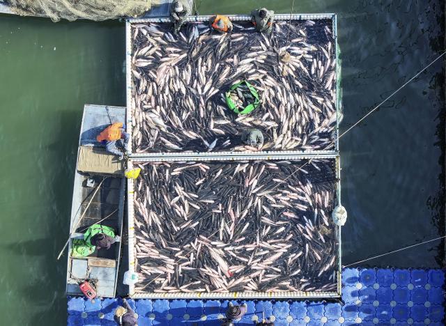 (260131) -- TAIZHOU, Jan. 31, 2026 (Xinhua) -- A drone photo shows fishermen fishing during a winter fishing event in Taizhou, east China's Jiangsu Province, Jan. 31, 2026. (Photo by Gu Jihong/Xinhua)