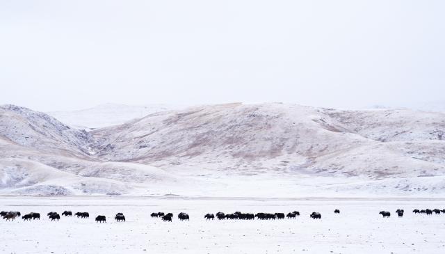 (260201) -- YUSHU, Feb. 1, 2026 (Xinhua) -- A herd of yaks graze on a grassland in Zadoi County of Yushu Tibetan Autonomous Prefecture, northwest China's Qinghai Province, on Jan. 29, 2026. (Xinhua/Qi Zhiyue)