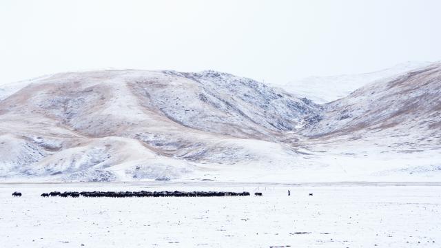 (260201) -- YUSHU, Feb. 1, 2026 (Xinhua) -- A herd of yaks graze on a grassland in Zadoi County of Yushu Tibetan Autonomous Prefecture, northwest China's Qinghai Province, on Jan. 29, 2026. (Xinhua/Qi Zhiyue)