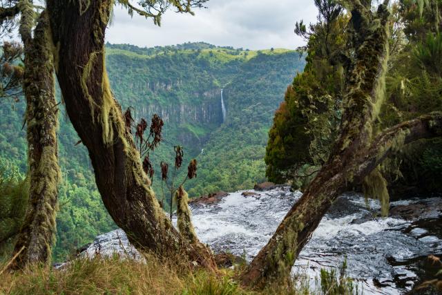 (260201) -- NYERI (KENYA), Feb. 1, 2026 (Xinhua) -- This photo taken on Jan. 31, 2026 shows a view of the Karuru Falls in the distance at Aberdare National Park in Nyeri County, Kenya. Aberdare National Park is located in central Kenya, covering an area of approximately 767 square kilometers. Characterized by a cool, moist climate with frequent mist and rainfall, the park is renowned for its spectacular high-altitude waterfalls. It is one of Kenya's most significant alpine forest national parks, serving both wildlife conservation and water catchment functions. (Xinhua/Xie Jianfei)
