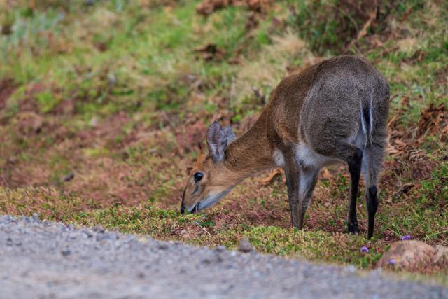 (260201) -- NYERI (KENYA), Feb. 1, 2026 (Xinhua) -- This photo taken on Jan. 31, 2026 shows a common duiker at Aberdare National Park in Nyeri County, Kenya. Aberdare National Park is located in central Kenya, covering an area of approximately 767 square kilometers. Characterized by a cool, moist climate with frequent mist and rainfall, the park is renowned for its spectacular high-altitude waterfalls. It is one of Kenya's most significant alpine forest national parks, serving both wildlife conservation and water catchment functions. (Xinhua/Yan Yujing)
