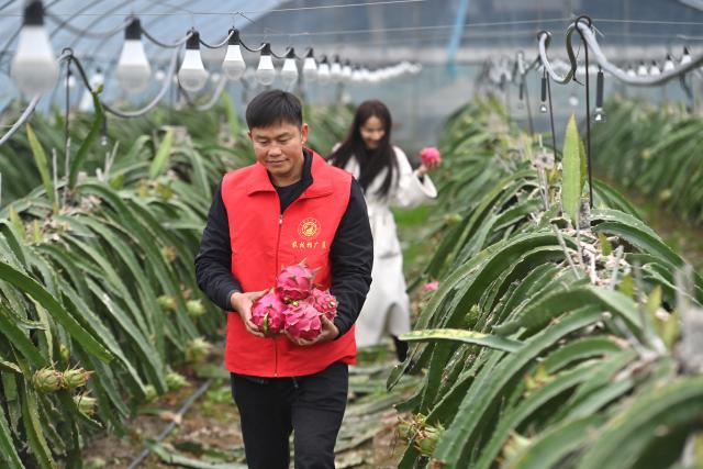 (260201) -- LIUZHOU, Feb. 1, 2026 (Xinhua) -- A man picks dragon fruit at a dragon fruit-planting base at Longxin Village of Liujiang District in Liuzhou City, south China's Guangxi Zhuang Autonomous Region, Jan. 27, 2026. In recent years, Liujiang District has relied on its thriving rural industries, vibrant agricultural economy and convenient urban transportation network to upgrade and transform local rural markets in a bid to stimulate their vitality.
   Those dynamic markets have promoted the integration of local agriculture, culture and tourism, increasing jobs and incomes for locals and helping contribute to rural revitalization. (Xinhua/Wang Jingqiang)