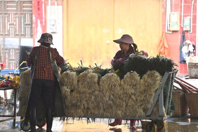 (260201) -- LIUZHOU, Feb. 1, 2026 (Xinhua) -- Villagers select and wash scallions for sale at a market at Liujiang District in Liuzhou City, south China's Guangxi Zhuang Autonomous Region, Jan. 28, 2026. In recent years, Liujiang District has relied on its thriving rural industries, vibrant agricultural economy and convenient urban transportation network to upgrade and transform local rural markets in a bid to stimulate their vitality.
   Those dynamic markets have promoted the integration of local agriculture, culture and tourism, increasing jobs and incomes for locals and helping contribute to rural revitalization. (Xinhua/Wang Jingqiang)
