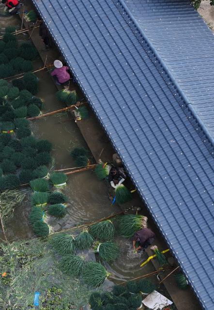 (260201) -- LIUZHOU, Feb. 1, 2026 (Xinhua) -- An aerial drone photo taken on Jan. 28, 2026 shows villagers washing scallions for sale at Jueshan Village of of Liujiang District in Liuzhou City, south China's Guangxi Zhuang Autonomous Region. In recent years, Liujiang District has relied on its thriving rural industries, vibrant agricultural economy and convenient urban transportation network to upgrade and transform local rural markets in a bid to stimulate their vitality.
   Those dynamic markets have promoted the integration of local agriculture, culture and tourism, increasing jobs and incomes for locals and helping contribute to rural revitalization. (Xinhua/Wang Jingqiang)