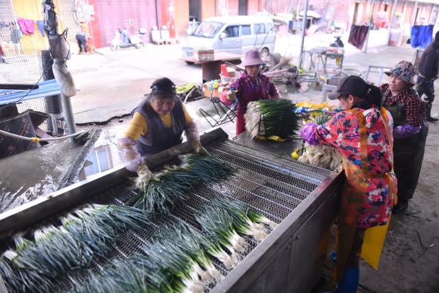 (260201) -- LIUZHOU, Feb. 1, 2026 (Xinhua) -- Villagers select and wash scallions for sale at a market at Sandu Town of Liujiang District in Liuzhou City, south China's Guangxi Zhuang Autonomous Region, Jan. 28, 2026. In recent years, Liujiang District has relied on its thriving rural industries, vibrant agricultural economy and convenient urban transportation network to upgrade and transform local rural markets in a bid to stimulate their vitality.
   Those dynamic markets have promoted the integration of local agriculture, culture and tourism, increasing jobs and incomes for locals and helping contribute to rural revitalization. (Xinhua/Wang Jingqiang)