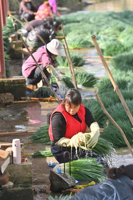 (260201) -- LIUZHOU, Feb. 1, 2026 (Xinhua) -- Villagers wash scallions for sale at Jueshan Village of Liujiang District in Liuzhou City, south China's Guangxi Zhuang Autonomous Region, Jan. 28, 2026. In recent years, Liujiang District has relied on its thriving rural industries, vibrant agricultural economy and convenient urban transportation network to upgrade and transform local rural markets in a bid to stimulate their vitality.
   Those dynamic markets have promoted the integration of local agriculture, culture and tourism, increasing jobs and incomes for locals and helping contribute to rural revitalization. (Xinhua/Wang Jingqiang)