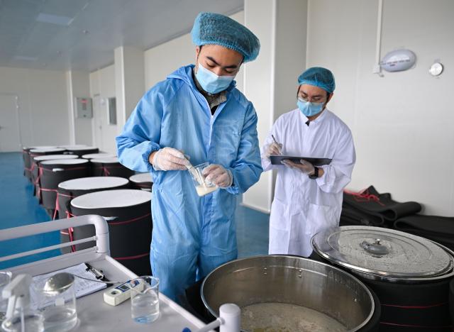 (260201) -- WENCHANG, Feb. 1, 2026 (Xinhua) -- A staff member collects samples of zaopo vinegar for testing at a factory in Wenchang City, south China's Hainan Province, Jan. 28, 2026. Zaopo vinegar, a traditional specialty of Puqian Town in Wenchang City, has seen industrial growth in recent years as traditional brewing techniques are combined with modern standardized production, helping promote cultural-tourism integration and increase local income. (Xinhua/Guo Cheng)