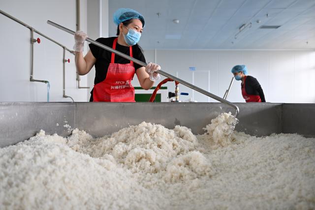 (260201) -- WENCHANG, Feb. 1, 2026 (Xinhua) -- A worker cools down steamed rice, the main raw material used to make zaopo vinegar at a factory in Wenchang City, south China's Hainan Province, Jan. 28, 2026. Zaopo vinegar, a traditional specialty of Puqian Town in Wenchang City, has seen industrial growth in recent years as traditional brewing techniques are combined with modern standardized production, helping promote cultural-tourism integration and increase local income. (Xinhua/Guo Cheng)