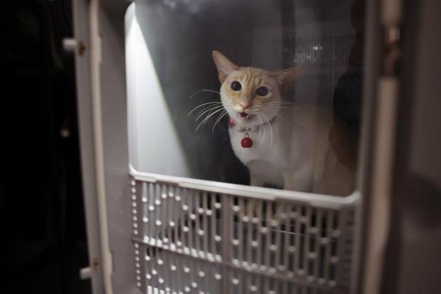 (260201) -- LANZHOU, Feb. 1, 2026 (Xinhua) -- A pet cat waits inside a pet transport case at the pet handover area of China Railway Express at Lanzhou West Railway Station, in Lanzhou, northwest China's Gansu Province, Feb. 1, 2026. With the arrival of the Spring Festival travel season, Lanzhou West Railway Station has welcomed a number of pet passengers. These pet passengers are specially monitored and looked after by train staff, traveling in dedicated pet transport cases equipped with intelligent monitoring systems.
   Since Jan. 28, the railway authorities have further increased the number of high-speed railway stations with pet consignment services. Passengers can make online reservations through the 12306 app or WeChat mini-program, making pet travel more convenient during the Spring Festival period. (Xinhua/Chen Bin)