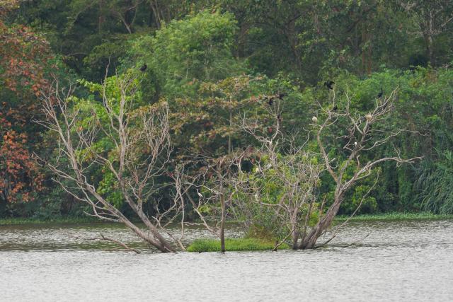 (260202) -- KOTTE, Feb. 2, 2026 (Xinhua) -- This photo taken on Feb. 2, 2026 shows the scenery of Diyasaru Park in Kotte, Sri Lanka. (Photo by Thilina Kaluthotage/Xinhua)