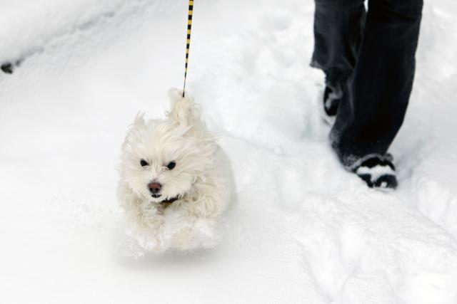 (260202) -- BUCHAREST, Feb. 2, 2026 (Xinhua) -- A dog jumps through snow on a street in Bucharest, Romania, on Feb. 2, 2026. Romania's National Meteorological Administration (ANM) on Monday issued a Code Yellow warning for severe cold and frost, affecting more than half of the country, from Monday morning until Tuesday. (Photo by Cristian Cristel/Xinhua)