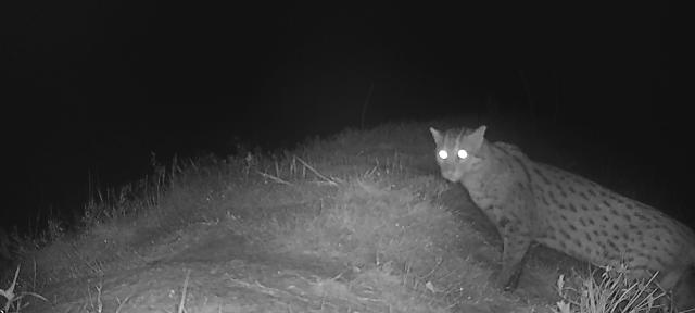 (260203) -- PURSAT, Feb. 3, 2026 (Xinhua) -- This photo taken by a camera trap in mid-2025 shows a fishing cat in a flooded forest in Pursat province, Cambodia.
  A fishing cat, one of Asia's most elusive small wild cats, has reappeared for the first time in the restored flooded forest of around Tonle Sap Lake in western Cambodia's Pursat province, a conservationist group said in a joint press release on Monday.
  TO GO WITH "Rare fishing cat reappears in western Cambodia amid conservation efforts" (Conservation International Cambodia/Handout via Xinhua)
