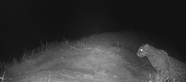 (260203) -- PURSAT, Feb. 3, 2026 (Xinhua) -- This photo taken by a camera trap in mid-2025 shows a fishing cat in a flooded forest in Pursat province, Cambodia.
  A fishing cat, one of Asia's most elusive small wild cats, has reappeared for the first time in the restored flooded forest of around Tonle Sap Lake in western Cambodia's Pursat province, a conservationist group said in a joint press release on Monday.
  TO GO WITH "Rare fishing cat reappears in western Cambodia amid conservation efforts" (Conservation International Cambodia/Handout via Xinhua)