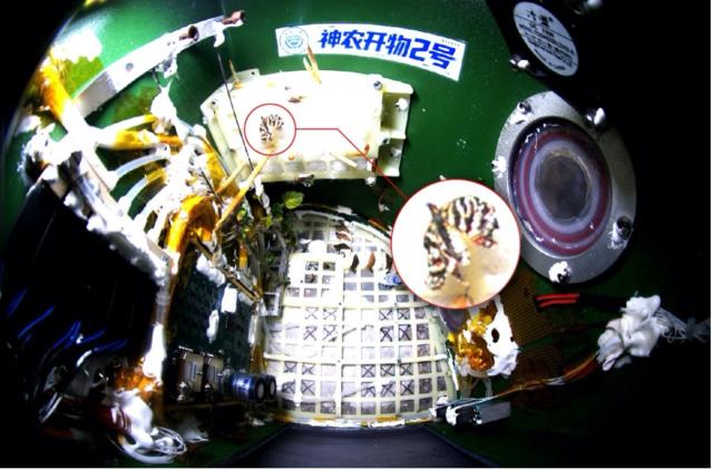 (260203) -- CHONGQING, Feb. 3, 2026 (Xinhua) -- This photo taken in space on Dec. 15, 2025 shows the emerged butterfly. Researchers at China's Chongqing University announced on Monday that a butterfly has successfully emerged from its pupa while orbiting Earth, yielding valuable data on biological survival in the harsh microgravity environment of space.
   The butterfly chrysalis was sealed inside a small experimental space ecosystem payload developed by the university's research team and carried into space aboard the Kuaizhou-11 Y8 carrier rocket on Dec. 13, 2025.
TO GO WITH "China Focus: Chinese space experiment sees butterfly emerge in orbit" (Chongqing University/Handout via Xinhua)