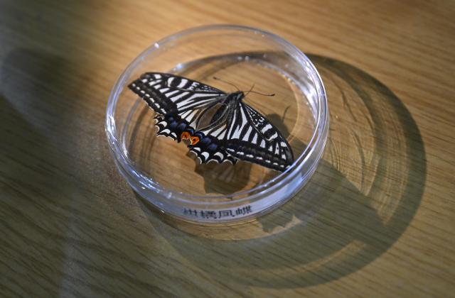 (260203) -- CHONGQING, Feb. 3, 2026 (Xinhua) -- This photo taken on Feb. 2, 2026 shows the specimen of a butterfly at the Center of Space Exploration under Ministry of Education, in Chongqing University, southwest China's Chongqing. Researchers at China's Chongqing University announced on Monday that a butterfly has successfully emerged from its pupa while orbiting Earth, yielding valuable data on biological survival in the harsh microgravity environment of space.
   The butterfly chrysalis was sealed inside a small experimental space ecosystem payload developed by the university's research team and carried into space aboard the Kuaizhou-11 Y8 carrier rocket on Dec. 13, 2025.
TO GO WITH "China Focus: Chinese space experiment sees butterfly emerge in orbit" (Xinhua/Chen Cheng)