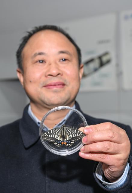 (260203) -- CHONGQING, Feb. 3, 2026 (Xinhua) -- A researcher presents the specimen of a butterfly at the Center of Space Exploration under Ministry of Education, in Chongqing University, southwest China's Chongqing, Feb. 2, 2026. Researchers at China's Chongqing University announced on Monday that a butterfly has successfully emerged from its pupa while orbiting Earth, yielding valuable data on biological survival in the harsh microgravity environment of space.
   The butterfly chrysalis was sealed inside a small experimental space ecosystem payload developed by the university's research team and carried into space aboard the Kuaizhou-11 Y8 carrier rocket on Dec. 13, 2025.
TO GO WITH "China Focus: Chinese space experiment sees butterfly emerge in orbit" (Xinhua/Chen Cheng)