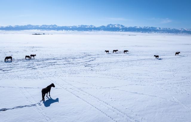 (260203) -- ALMATY, Feb. 3, 2026 (Xinhua) -- An aerial drone photo taken on Feb. 1, 2026 shows horses on a winter grassland in Almaty Region, Kazakhstan. (Xinhua/Li Renzi)