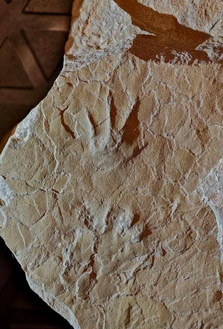 (260203) -- BEIJING, Feb. 3, 2026 (Xinhua) -- Amphibian track fossils in Middle Jurassic strata, preserved on a single slab, are pictured in Beijing, capital of China, July 27, 2025. TO GO WITH: "Across China: First amphibian footprints from Jurassic of Asia discovered in Beijing" (China University of Geosciences (Beijing)/Handout via Xinhua)