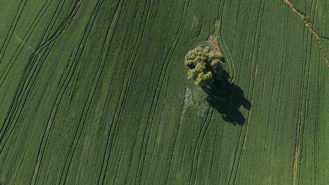 (260204) -- KIRYAT GAT, Feb. 4, 2026 (Xinhua) -- This aerial drone photo taken on Feb. 3, 2026 shows the green scenery of the Negev Desert near Kiryat Gat, southern Israel. (Photo by Gil Cohen Magen/Xinhua)