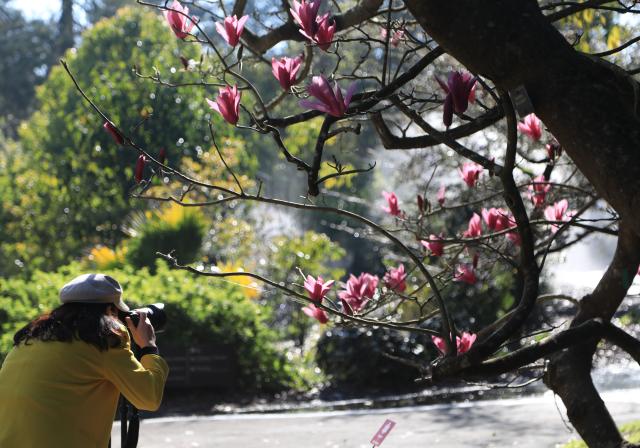(260204) -- SAN FRANCISCO, Feb. 4, 2026 (Xinhua) -- A visitor takes photos of Magnolia blossoms in San Francisco, the United States, Feb. 3, 2026. (Photo by Liu Yilin/Xinhua)